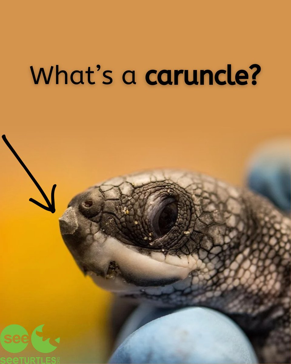 SEEturtles's tweet image. Here’s a Fun Fact for Friday!
Baby sea turtles hatch using a temporary egg tooth on their snout, called a caruncle, to break out of their eggs.
Want to help save baby turtles?
Learn more at 👉 seeturtles.org/billion-baby-t…