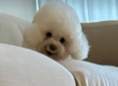 Biscuit__Dog's tweet image. The chewmaster and his observer