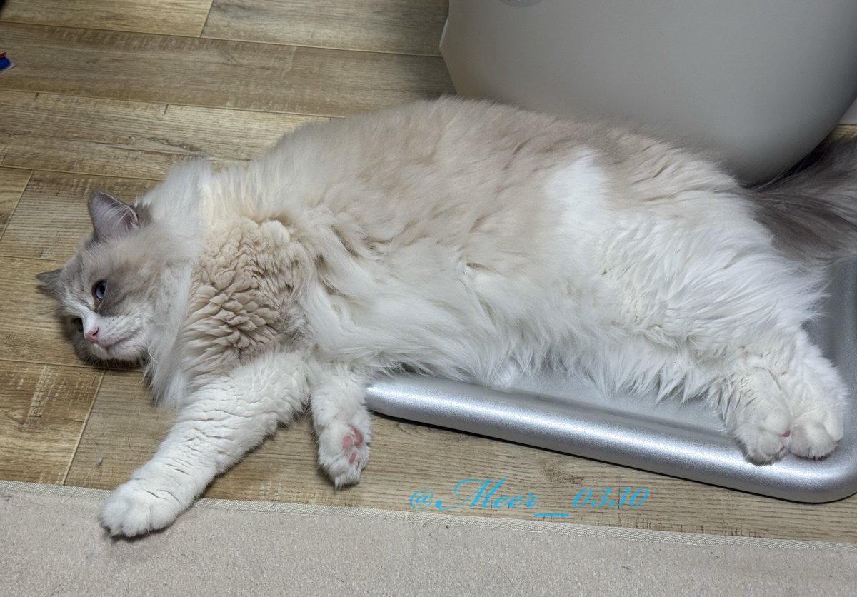 祝日❗️
ボッーとして過ごそうね

#ねこかわいいね #ラグドール