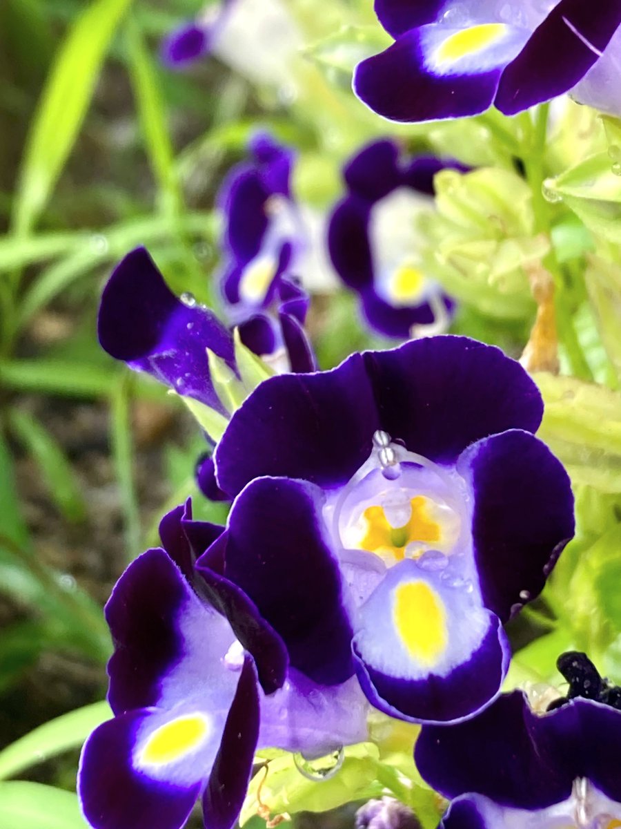 homoremore's tweet image. こんにちは。