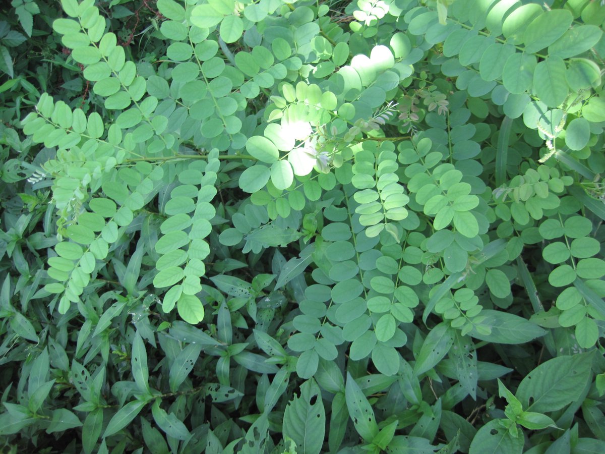 ansbrsiaiwmuitd's tweet image. カメラ持って散歩〜
夏は緑