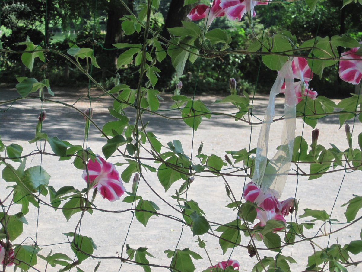 ansbrsiaiwmuitd's tweet image. カメラ持って散歩〜
夏は緑