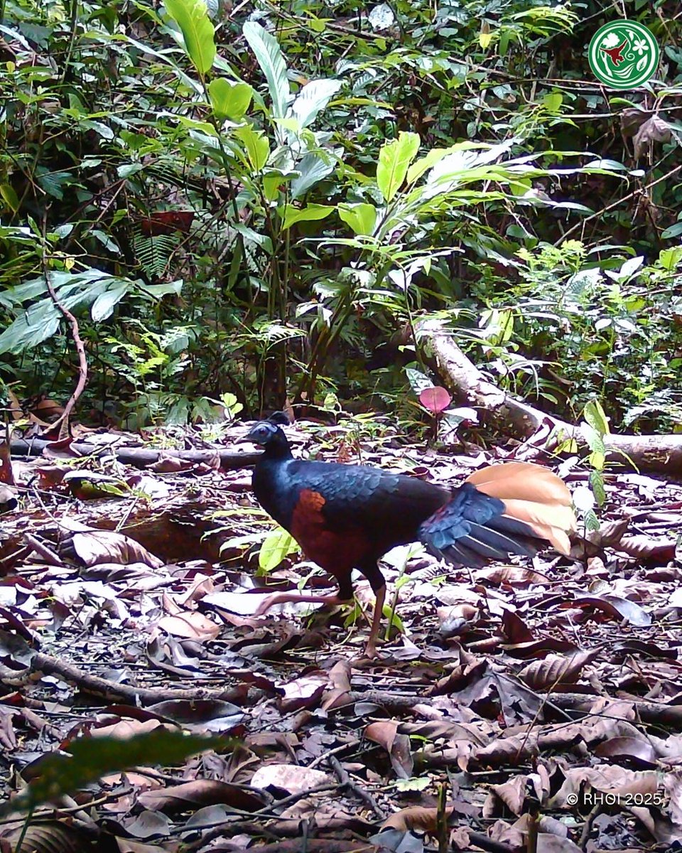 #NEWARTICLE WHO’S WATCHING WHOM IN KEHJE SEWEN?

What started as a quiet mission to observe orangutans turned into something far more surprising. Our camera traps uncovered glimpses of a hidden world—one that rarely reveals itself to humans.

👉 theforestforever.com/camera-traps 📸🌿🧡