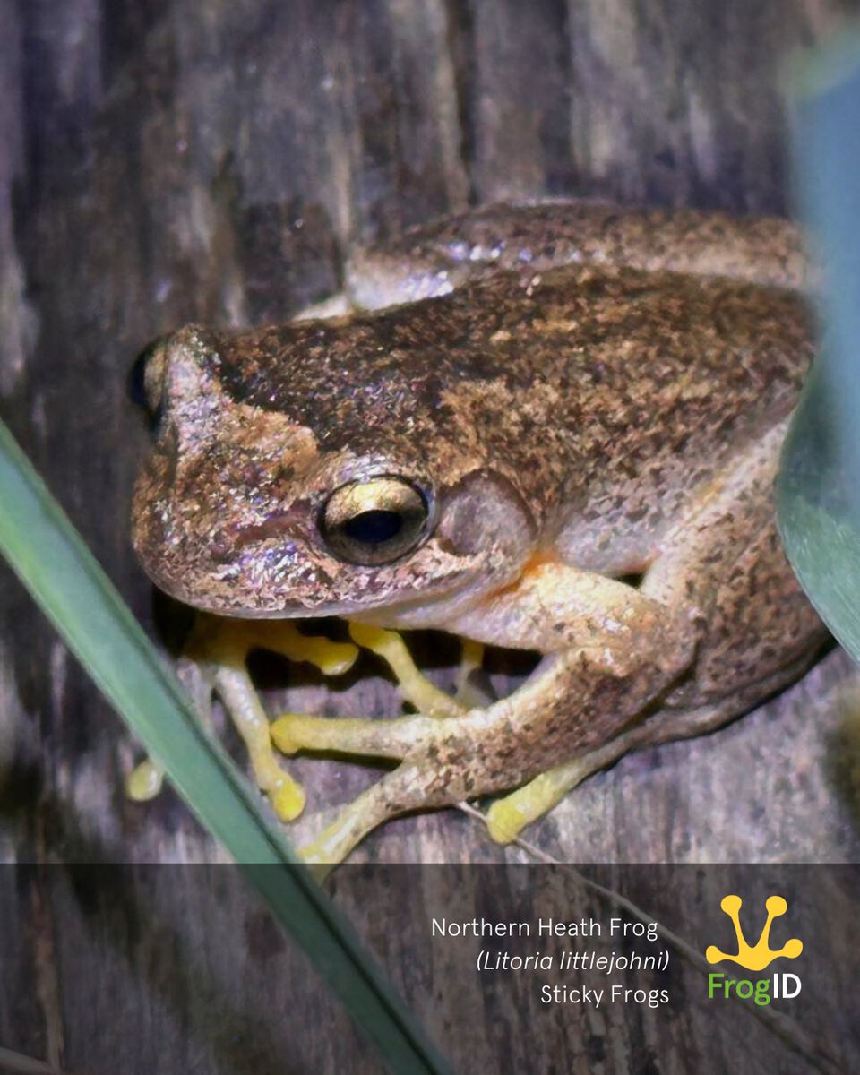 FrogIDAus's tweet image. Recorded west of Lake Macquarie, NSW was the Littlejohn’s Frog (Litoria littlejohni) - a threatened species and an exciting find! We’ve now reached 70 #FrogID records of this elusive frog! Help us learn more by recording frog calls with the #FrogID app!