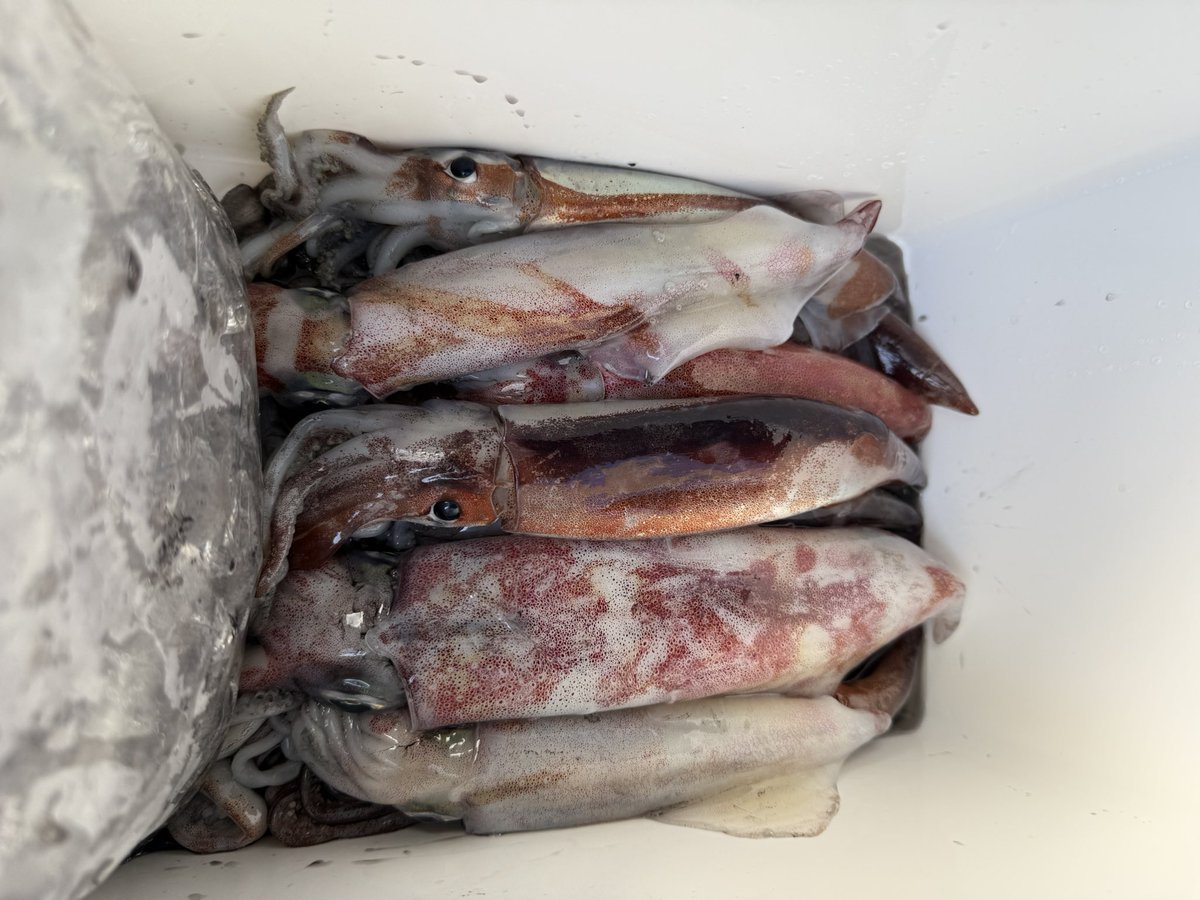 astroken's tweet image. 娘の旦那とのナイトイカメタル
釣果より思い出が出来ました🦑