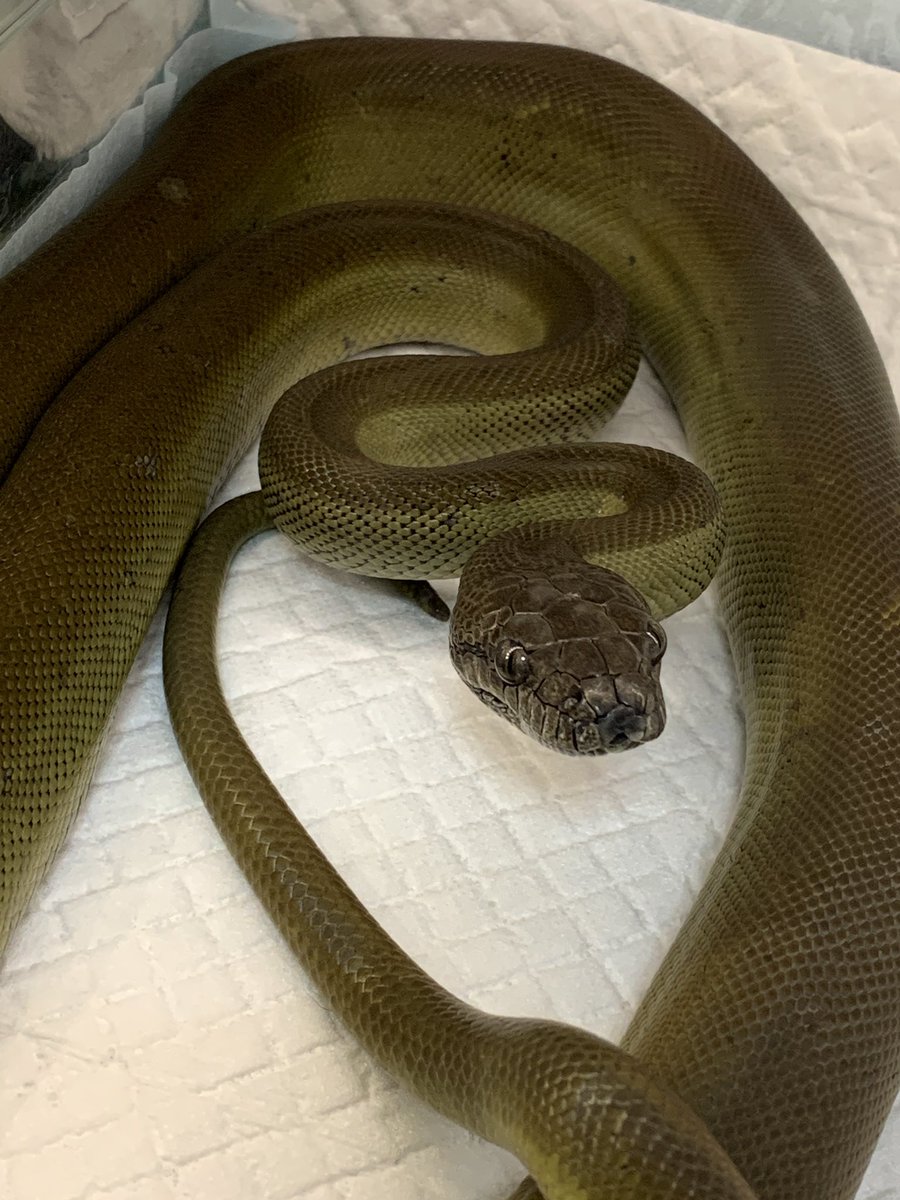 パプアンパイソン 桐葉くん🐍

パプアンって 日によって色が微妙に違うんだよね
飛んではくるけど スピードないから避けれるし 持っちゃえば大人しくて可愛い💕

まだ2mくらいだけど ケージサイズupしないとね……

#パプアンパイソン 
#ネシアンパイソン