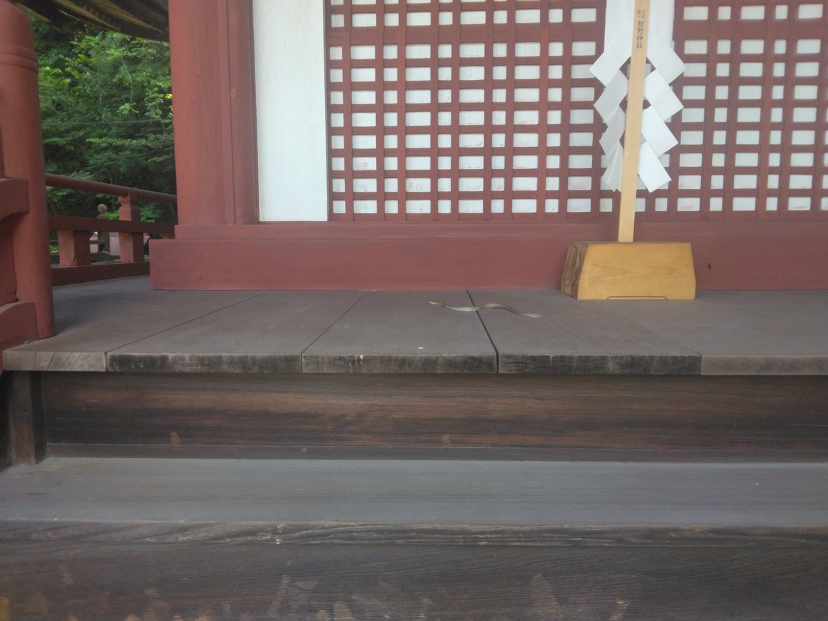 bagchoice's tweet photo. 神社で蛇がこっちみてた！
いよいよ念願がかないそう💯 https://t.co/ue8xzIv1rv