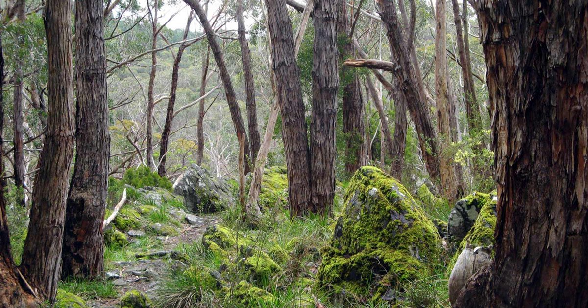 TrailHikingAust's tweet photo. Pioneer Women's Trail is a 26km, grade 4 hike from Hahndorf to Beaumont in South Australia. The hike typically takes 1-2 days to complete.

#hiking #bushwalking  #trailhikingaustralia #TrailsSA #WalkSA #HikeSA #SouthAustralia #AdelaideHills
https://t.co/8tfqQxLawB https://t.co/QX1WGMecSR