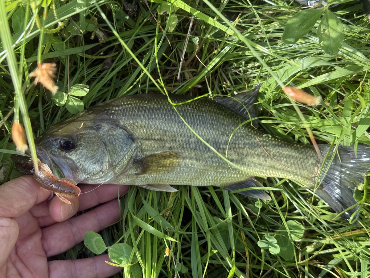 今日と昨日の釣果
ラージ2キャッチ
印旛沼水系です