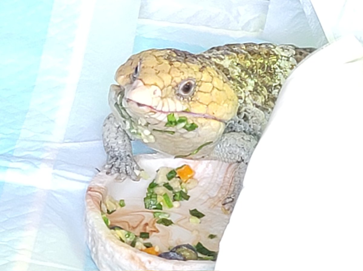 masuderaAyako's tweet image. 女帝ヒロノ様ごはんの月曜日(人´ω`*)♡
本日の主食はズーメッドのアオジタ缶😊
ヘルシーなオクラ、小松菜でかさ増し✨
蒸した人参とブルーベリーを添えてビタミン剤を振りかけて完成です🙆
出回る時期が短い貴重な国産ブルーベリー✨手渡しで食べてくれました(*^^*)