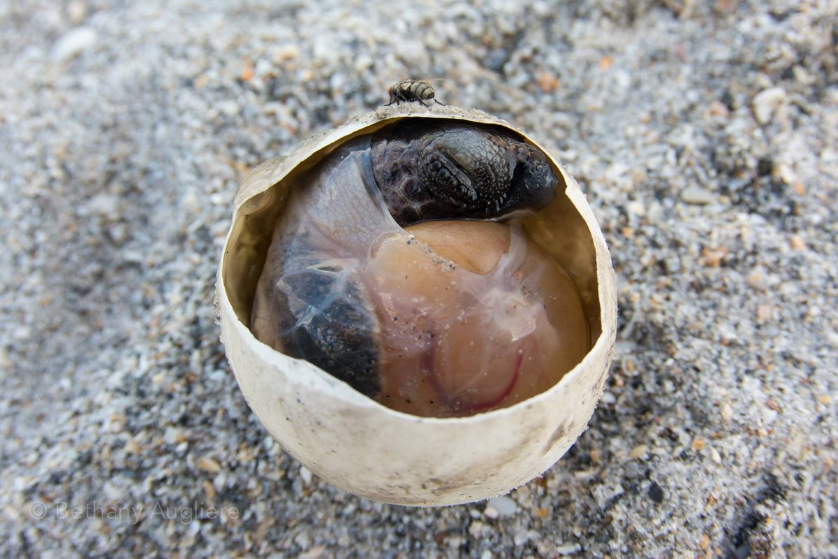 SEEturtles's tweet image. Not every hatchling makes it. 💔
Some never hatch at all. But there's hope.
Just $1 can help save 10 sea turtle hatchlings by protecting nesting beaches.
Learn more: seeturtles.org/billion-baby-t…
#BillionBabyTurtles #SaveTheTurtles