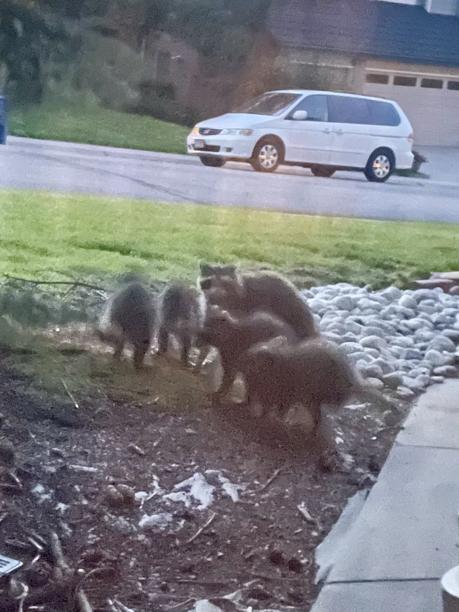 Michellek4040's tweet image. Found a family of raccoons in my yard tonight. Only @skylarromines would be excited about this.
