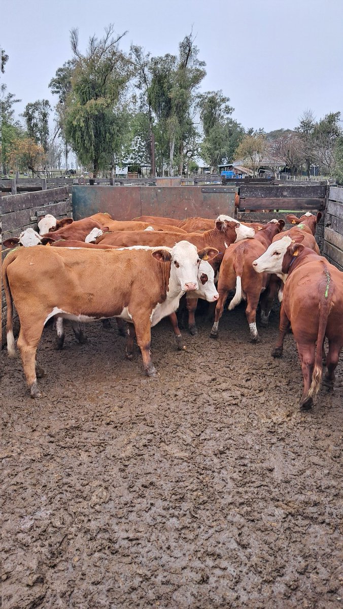 Martín Weiszman Stolovas tweet media