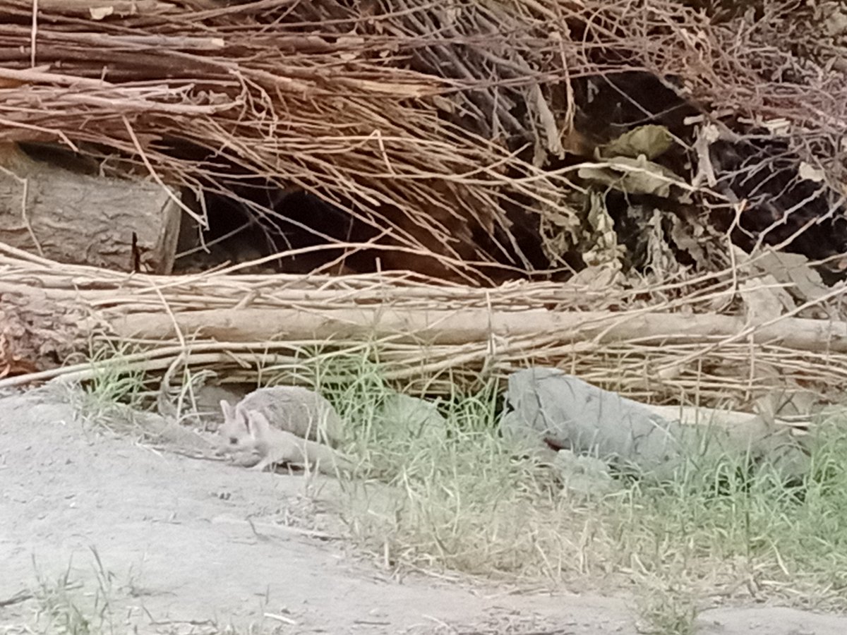 Katta oilasi bilan yashashadi