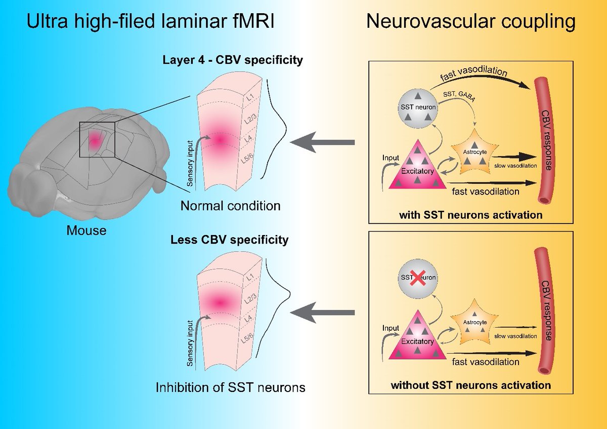 IBS_media's tweet image. How the Brain Controls Its Blood Volume
- Inhibitory neurons and astrocytes hold the key to sharper functional brain imaging -
ibs.re.kr/cop/bbs/BBSMST…