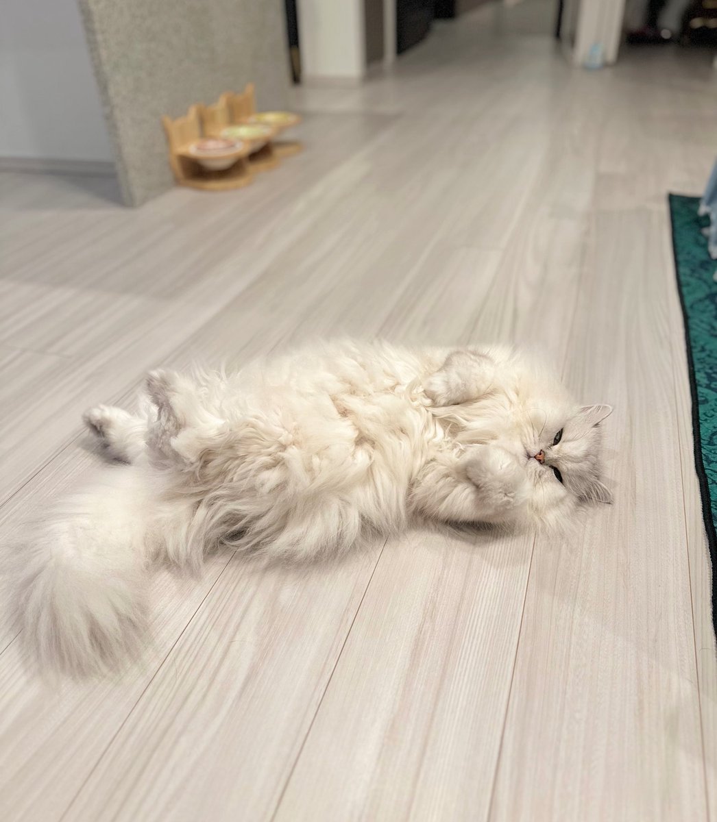 fuwamopurimo's tweet image. ｳﾗﾒｼﾆｬｰ (っ&apos;～&apos;)っ ﾒｼｸﾚﾆｬｰ ( ¯-¯  )