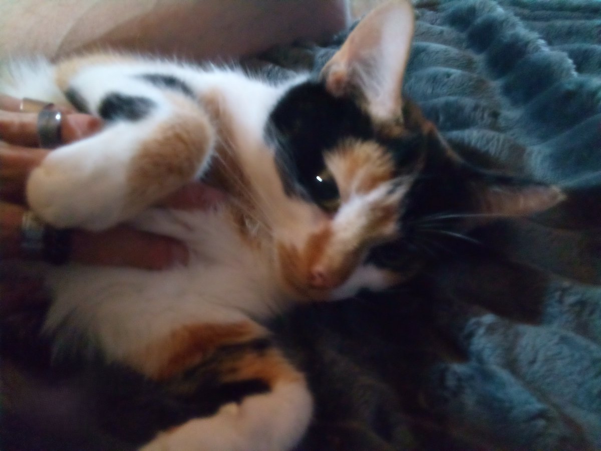 For nearly two weeks now, this little ball of fur has literally been my shadow. It always amazes me how they just seem to know something's changed.

Not stopping her from coming between me and my keyboard though 😂