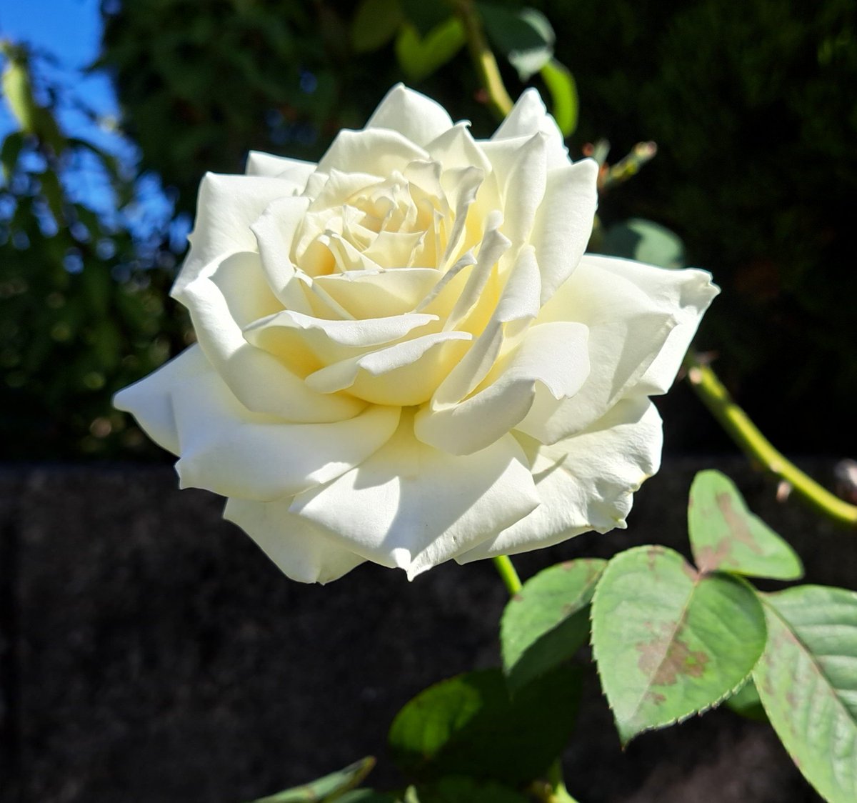 ozaoswa's tweet photo. 花はいつも人をより良く、より幸せに、そしてより助けになる存在にしてくれます。
花は太陽であり��栄養であり、心の薬です🌸☀️🍃❤️ https://t.co/XjW5Rerr5y