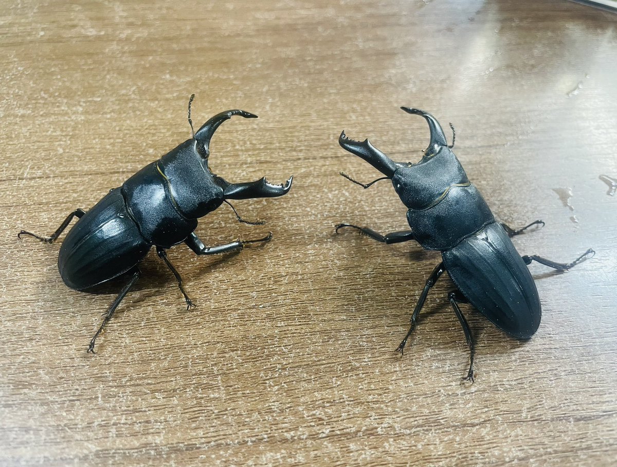 3連休最終日！12:00~19:00にて営業しております😀

去年ブリードした奄美大島のスジブトヒラタクワガタが羽化してきましたので店頭に陳列します❗️

今年のWILDから始めるのも良し、WF1から始めるのも良し！ 是非、店頭にてご覧になってくださいませ🍀

ご来店お待ちしております😊