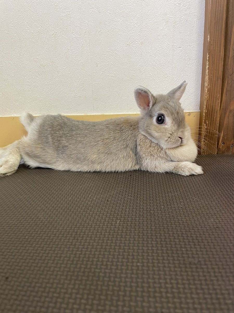 chocolate_otter's tweet image. 本日も12時開店しました🙇‍♂️
３連休も最終日✨毎日暑い日が続きますが郡山市内も34℃予想と猛暑日手前の暑さです💦本日もご来店お待ちしております😊