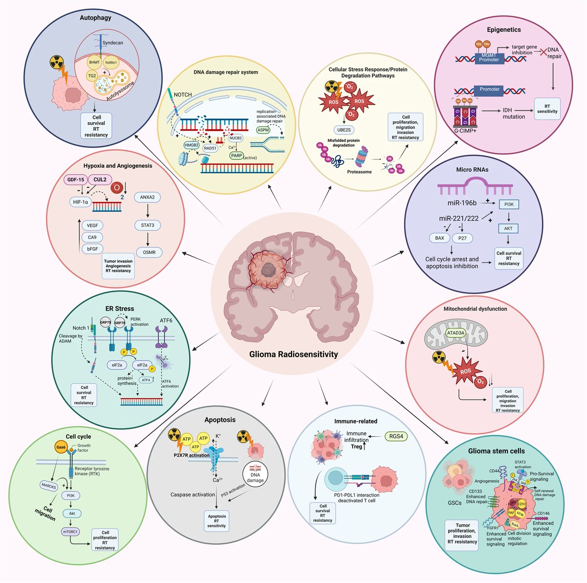 BMC_series's tweet image. This review article in #BMCCancer explores various pathways or biomarkers of radiosensitivity in glioma based on the supporting evidence across preclinical and clinical studies. go.sn.pub/9wtbwl