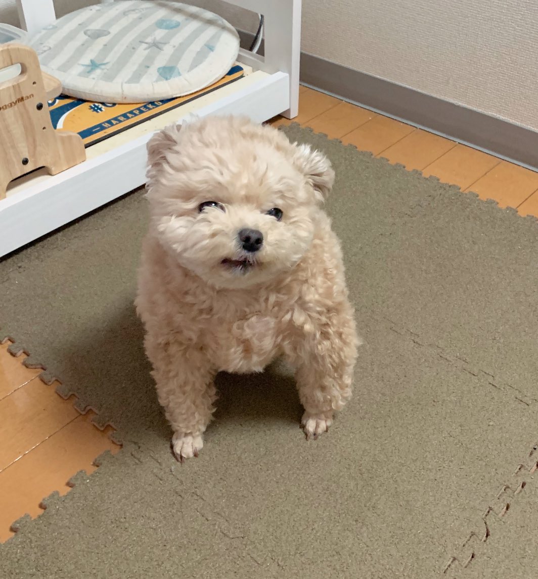 Fuwanopapa's tweet image. ご飯待ちでキレそう🧸

#ポメプー