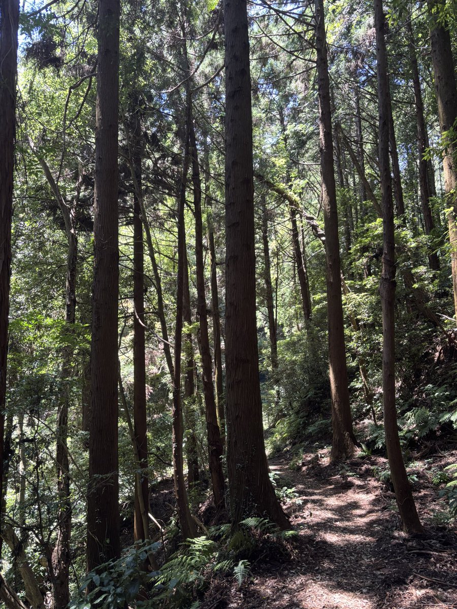 夏ハイキング
森林浴で涼しいです