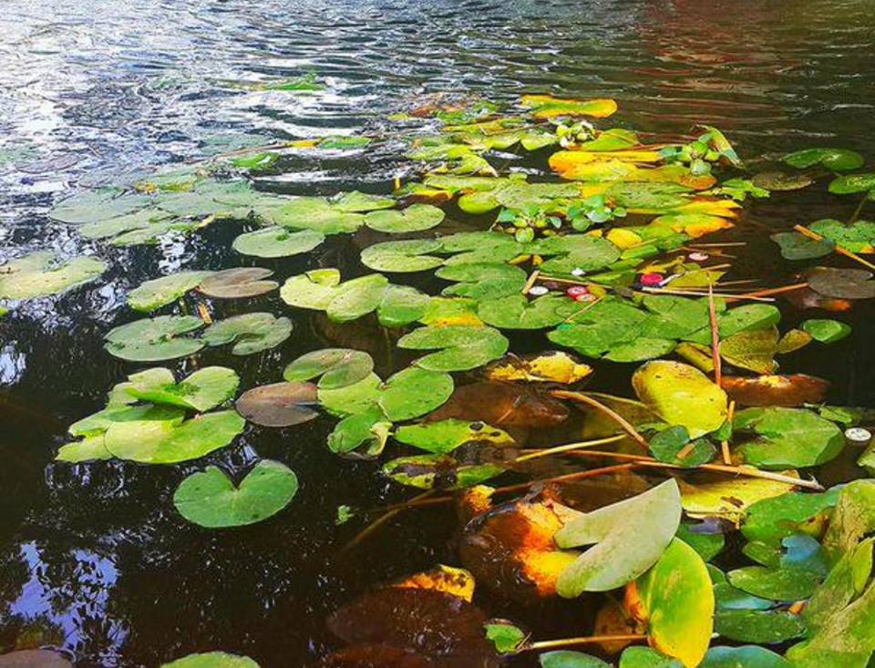 SudaneseCulture's tweet image. Sudan National Botanical Garden, Khartoum:
Its One of the Oldest Botanical Gardens in Africa, Established in 1954, Is Located in Khartoum in the Mogran Residential Area
The Garden Contains a Collection of Living Plants in Addition to a Herbarium
#SudaneseCulture #ثقافة_سودانية