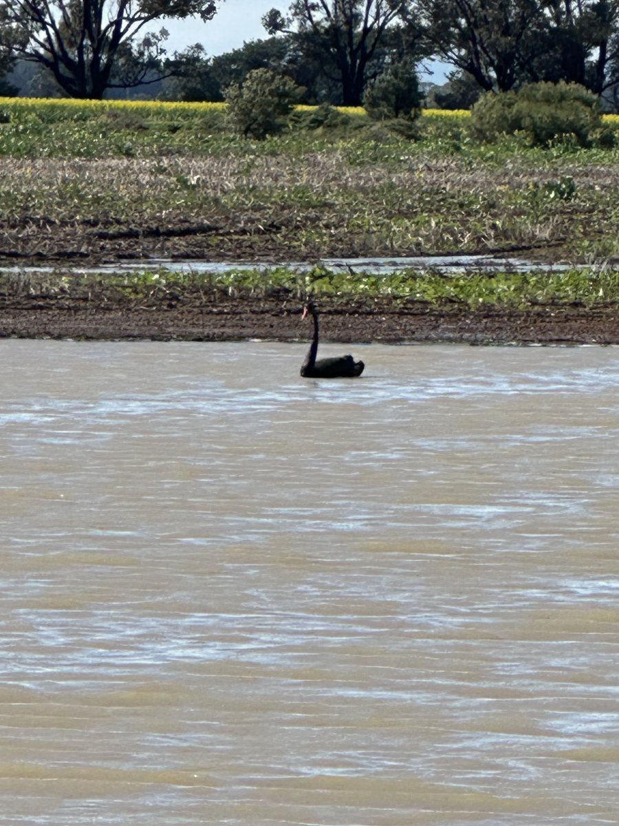 25mm in Dalyup and the arrival of our first swan 😂