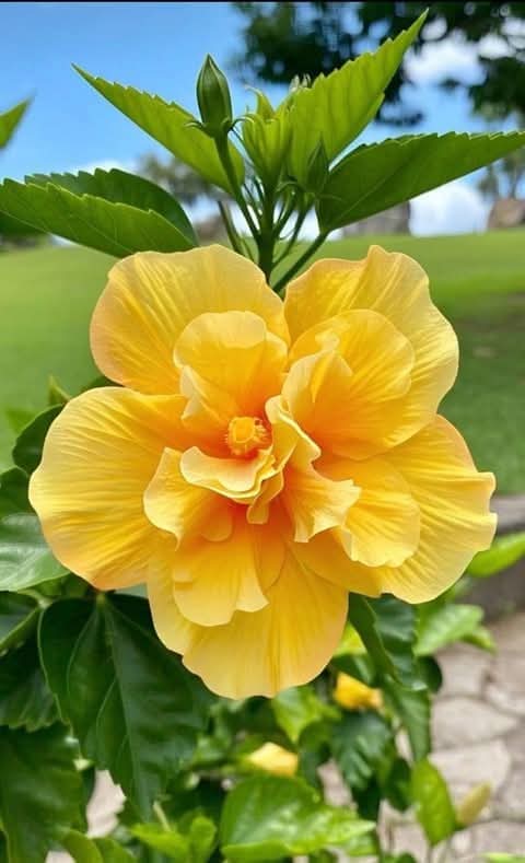74ceff6b903445b's tweet image. Hello dear friends 🙏😄 
Have a beautiful Monday 🌻