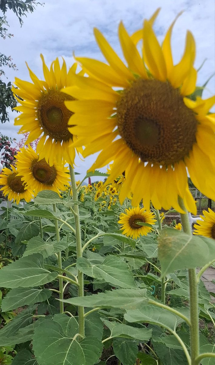 74ceff6b903445b's tweet image. Hello dear friends 🙏😄 
Have a beautiful Monday 🌻