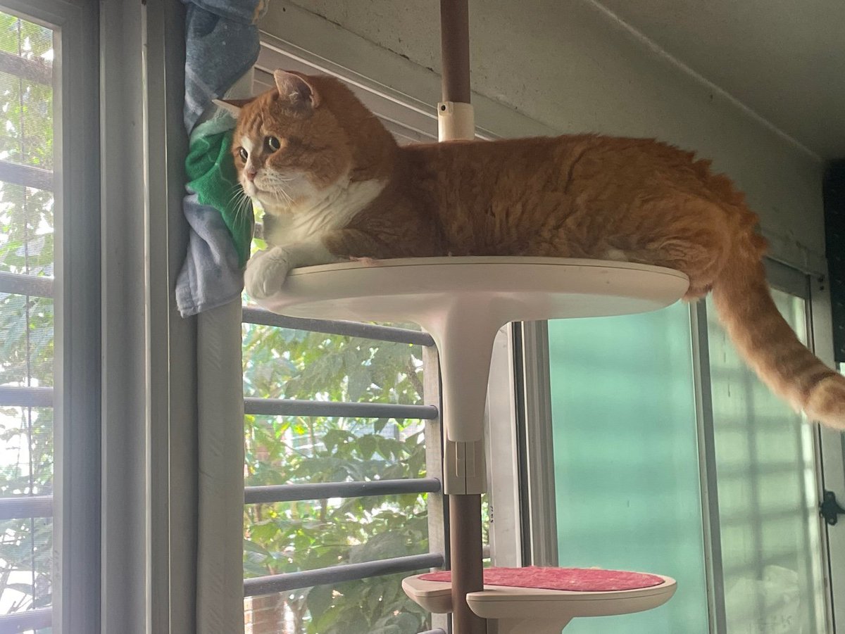 날이 계속 밝았음 좋겠따
고양이가 너무 좋아한다