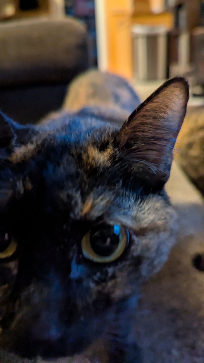 vivilotl's tweet image. omg I&apos;m home from vending!!!!
