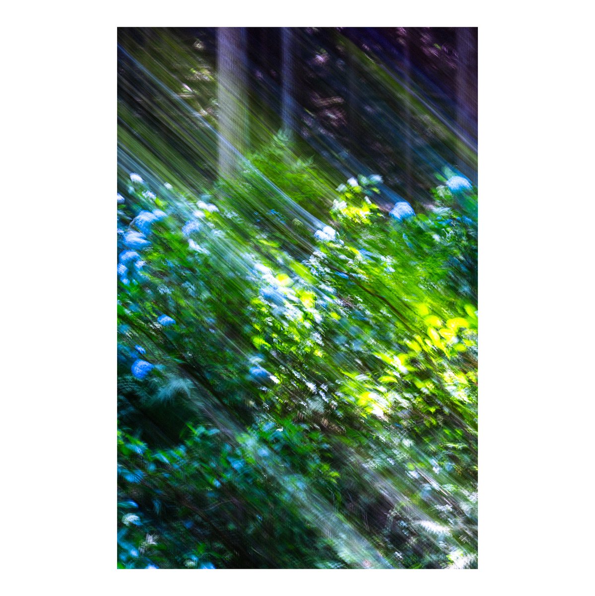 _90884's tweet image. 紫陽花と眠る