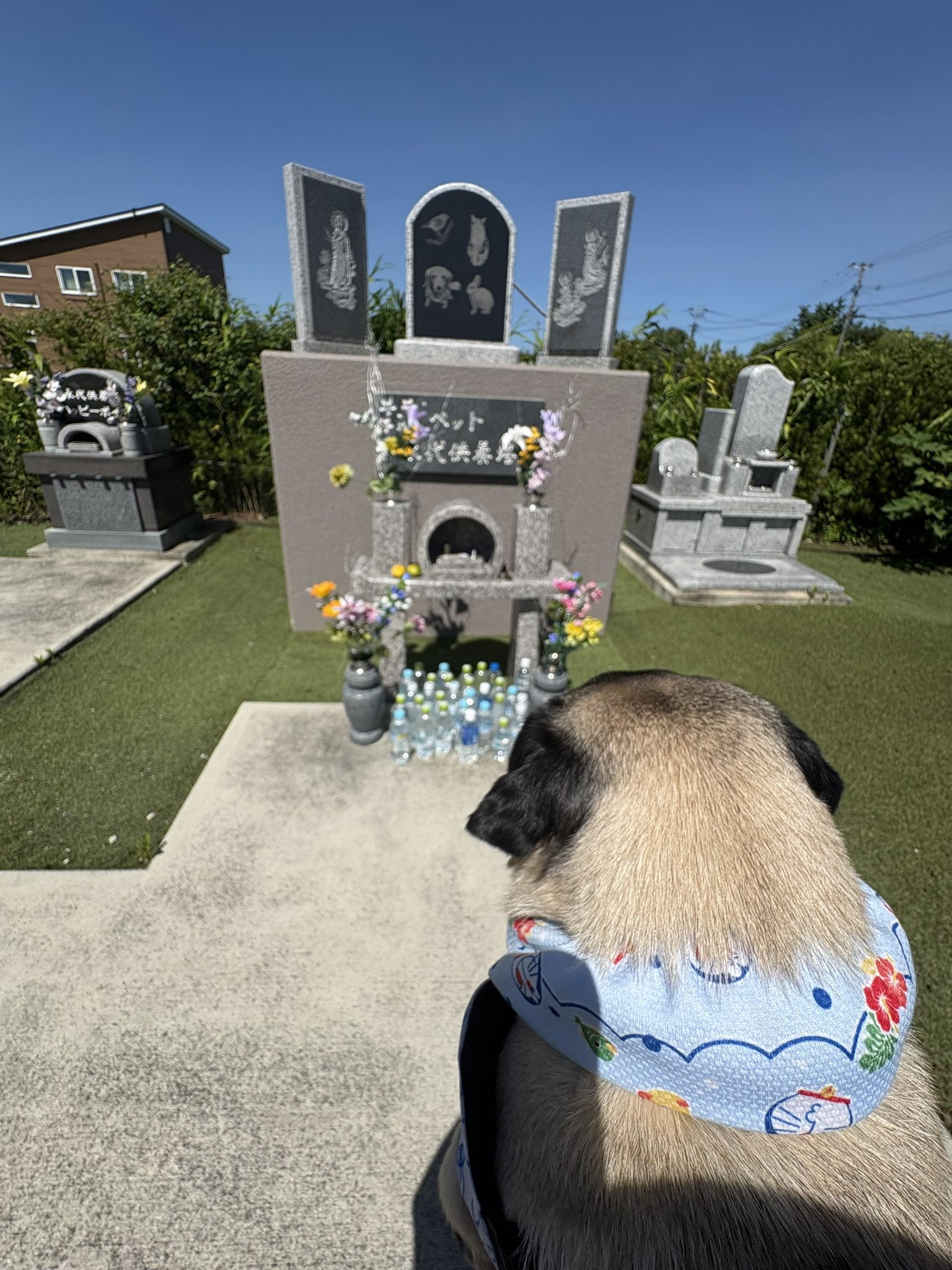 まか　♪雪結晶パグちゃん♪、パグちゃんおまとめ パグに関する記事一覧｜いぬのきもちWEB MAGAZINE