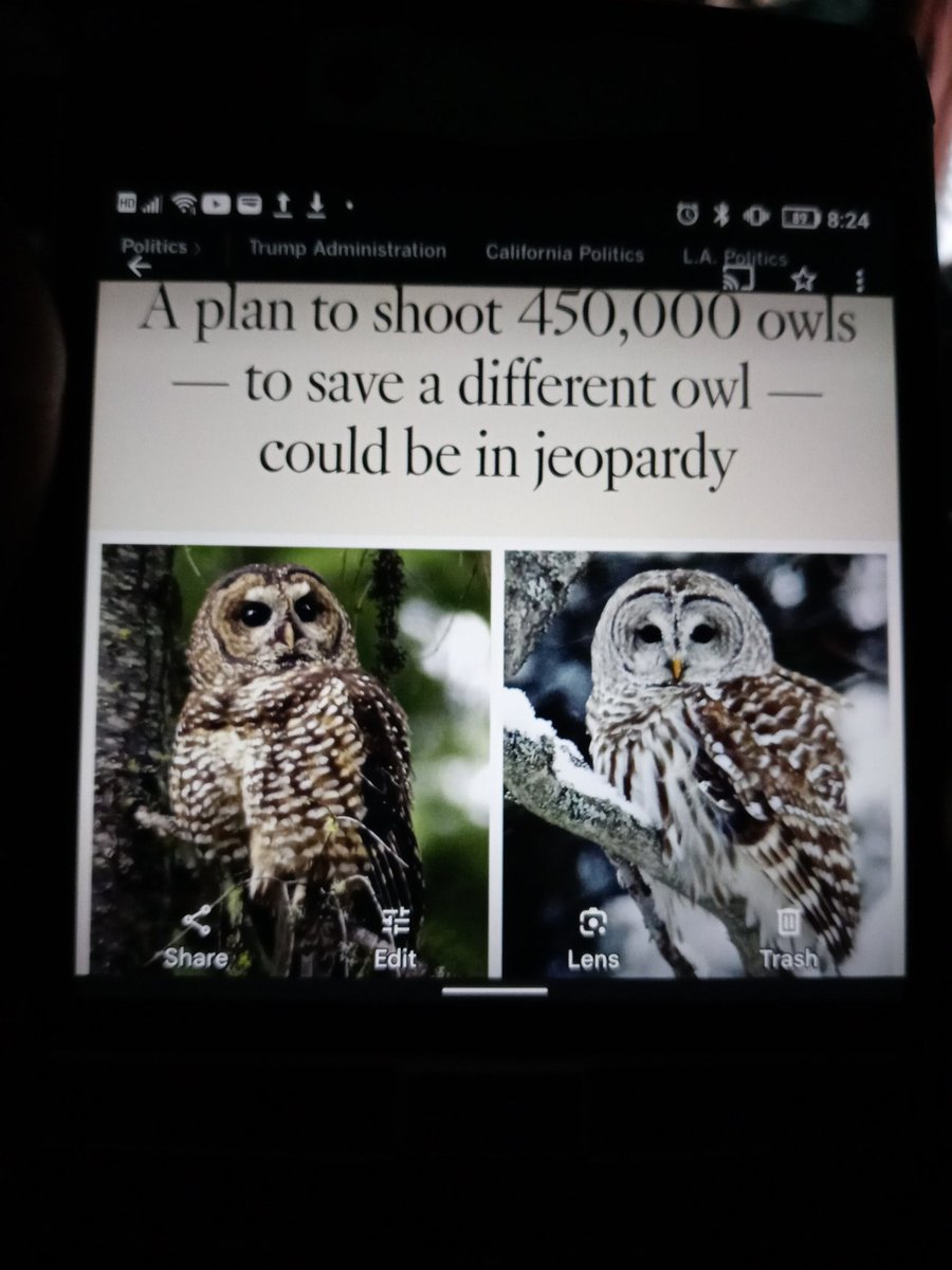 wp.me/p7Z92O-e7 <a href="/USFWS/">U.S. Fish and Wildlife Service</a> other birds like the ptarmigan also change feather colors by seasonal molting and growing new with brown in Summer and white in Winter probably just like the #spottedowl