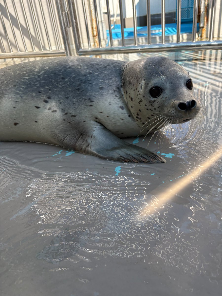 Marinepia_PR's tweet image. 近頃よく見かけるゴマフアザラシの仔の面白い姿勢です。
7月31日まで #仔アザラシ #愛称募集中 です。素敵な愛称のご応募をお待ちしています。
#マリンピア日本海 #ゴマフアザラシ #面白い姿勢