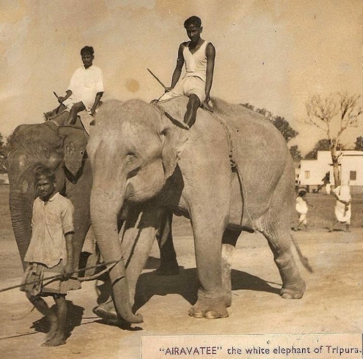 A Tripura white elephant.
Circa : 1960s