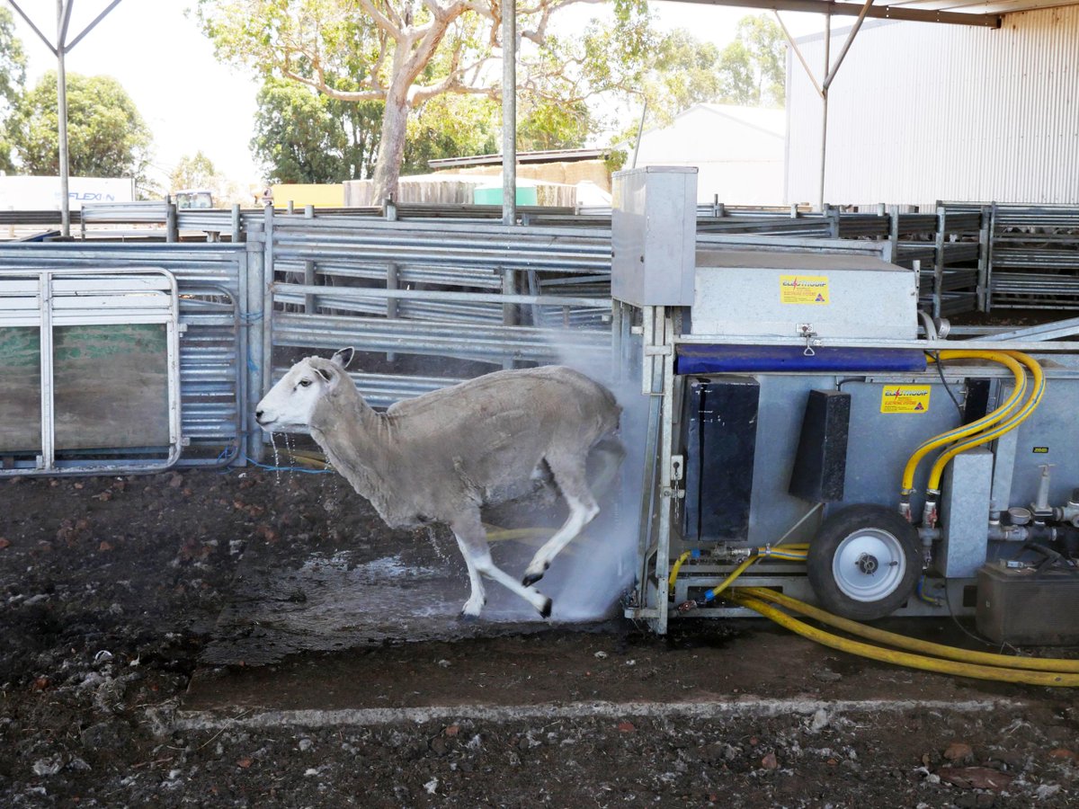 Warm temperatures, rainfall and low wind has seen flystrike occurring in some areas. 🐑🪰
Monitor the flock and treat if necessary. 
Find out more about flystrike management here 👇
library.dpird.wa.gov.au/cgi/viewconten…