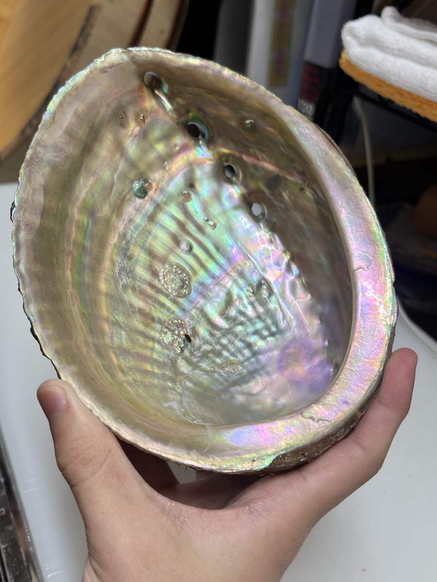 sushichef_hiro's tweet image. 鮑の殻
このサイズはなかなか出会えない
超大物!!

Abalone shell
This size is rare
A true giant!!

#Abaloneshell
#鮑の殻