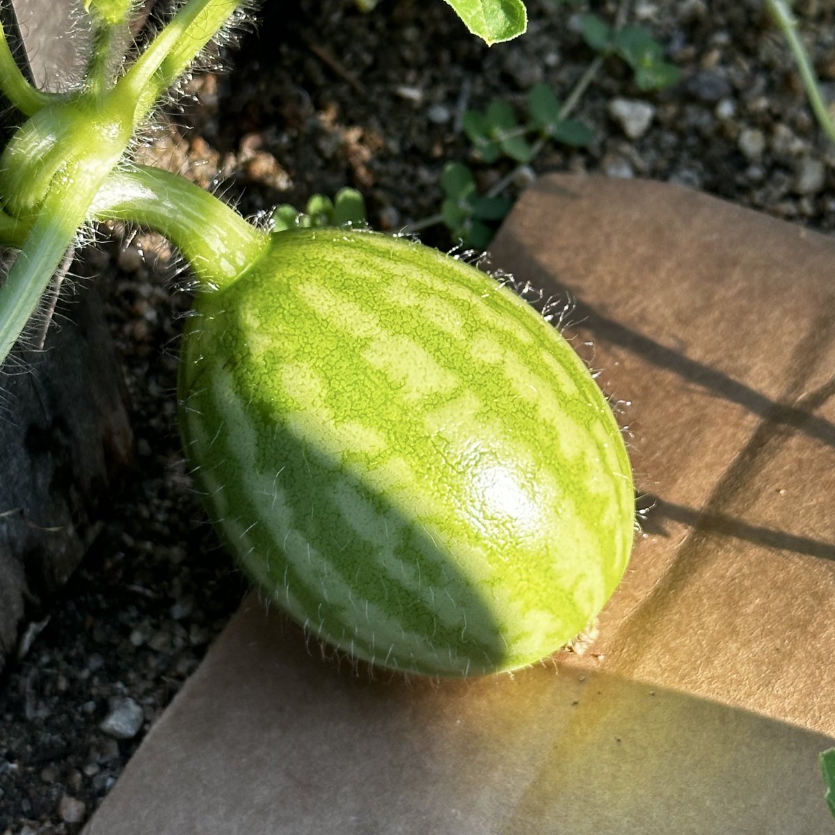 YunTaTsai1's tweet image. I planted the watermelon from a seed. Did not expect it to grow so well.
