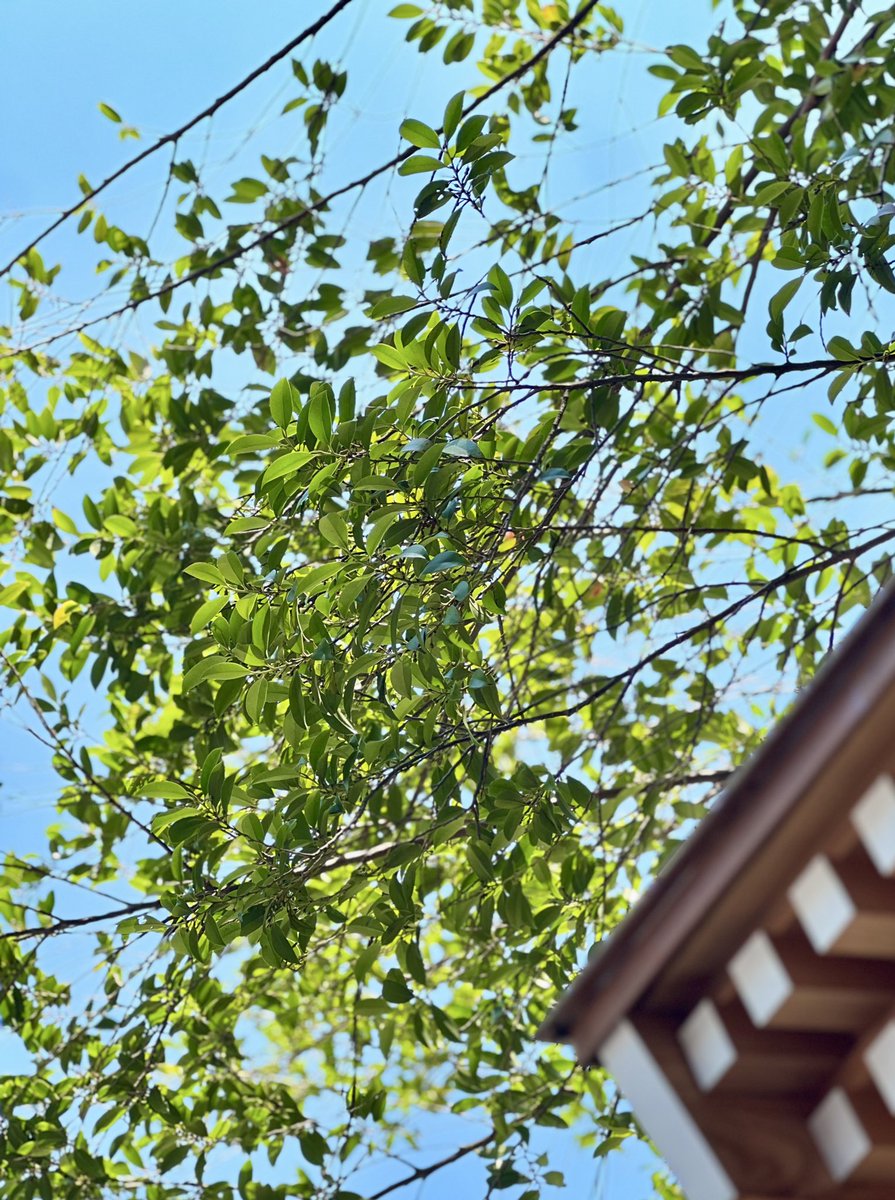 HIIRO_ISHIBASHI's tweet image. 家族で夏詣🎐 𓈒𓏸