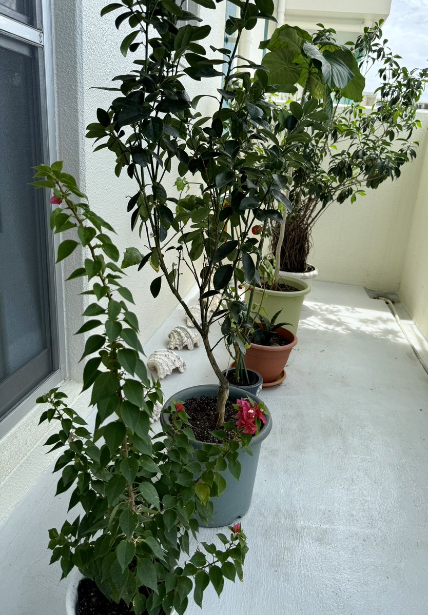 hiroko3004's tweet image. 強風で倒れた植物🪴ベランダも綺麗になりました✨約半月帰省の気温為預かっていたモルモット(写真手前)おむに来て帰っちゃった(+。+)家のモルモットたちも寂しいそう😢
これからネイル💅🫧に行って来よ(*´˘`*)💕