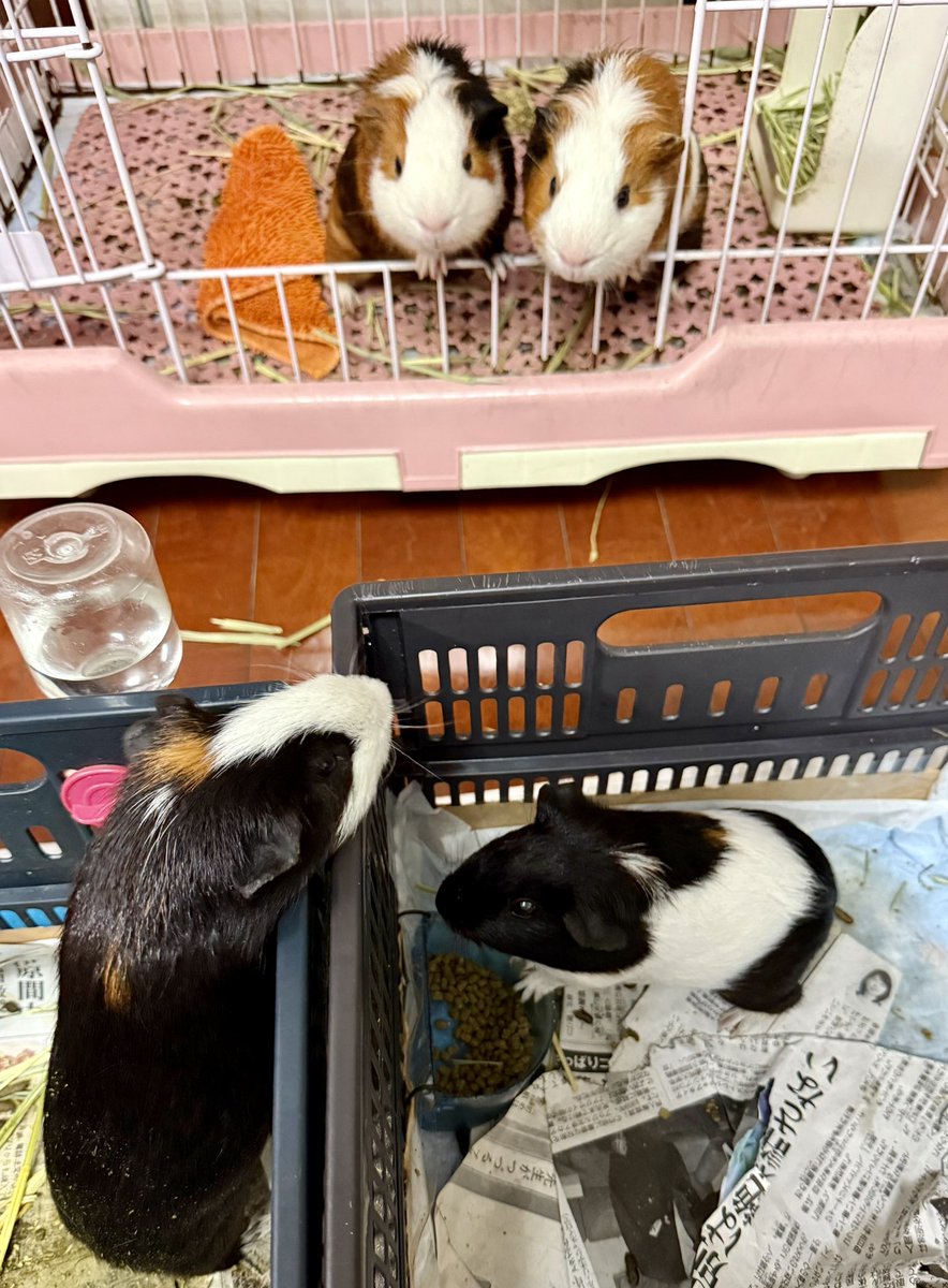 hiroko3004's tweet image. 強風で倒れた植物🪴ベランダも綺麗になりました✨約半月帰省の気温為預かっていたモルモット(写真手前)おむに来て帰っちゃった(+。+)家のモルモットたちも寂しいそう😢
これからネイル💅🫧に行って来よ(*´˘`*)💕