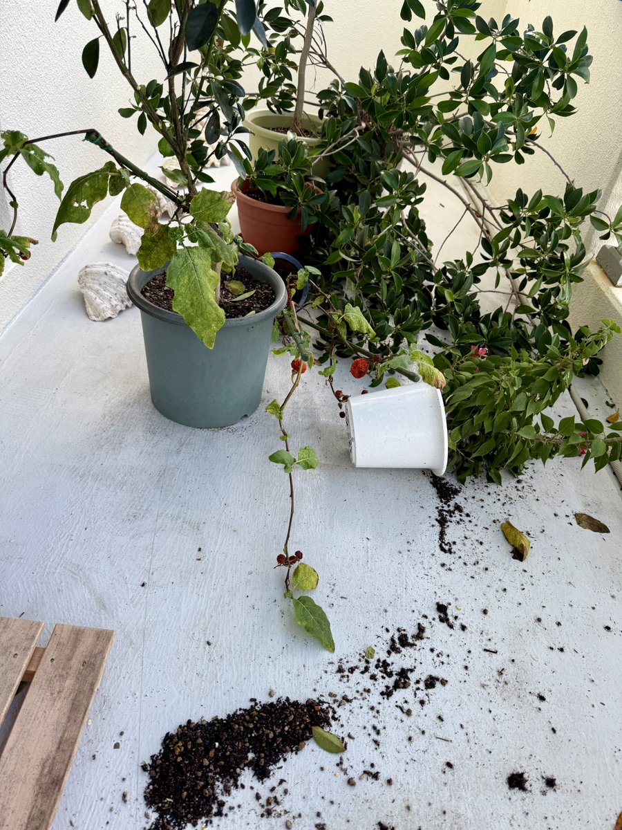 hiroko3004's tweet image. 強風で倒れた植物🪴ベランダも綺麗になりました✨約半月帰省の気温為預かっていたモルモット(写真手前)おむに来て帰っちゃった(+。+)家のモルモットたちも寂しいそう😢
これからネイル💅🫧に行って来よ(*´˘`*)💕
