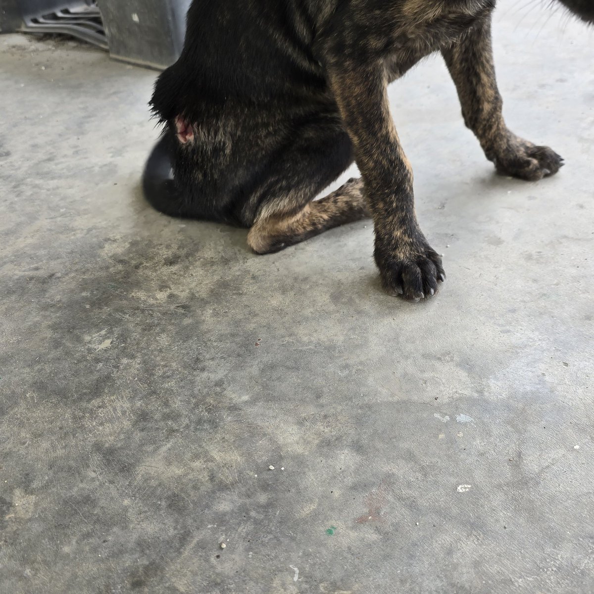 farhanazharee's tweet photo. Hi semua, ada tak yang sudi bantu anjing ni? Ingat nak bawak pergi klinik tapi kosnya saya tak berapa mampu, kalau ada yang sudi membantu akan saya sambung thread nanti. @meinmokhtar @pedoqpop minta tolong RT dan tag pada yang berkenaan, thank you 😊🙏 https://t.co/vLzwu4zPxS