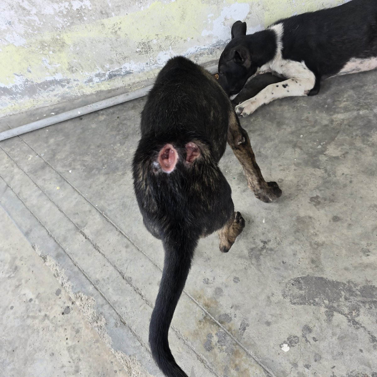 farhanazharee's tweet photo. Hi semua, ada tak yang sudi bantu anjing ni? Ingat nak bawak pergi klinik tapi kosnya saya tak berapa mampu, kalau ada yang sudi membantu akan saya sambung thread nanti. @meinmokhtar @pedoqpop minta tolong RT dan tag pada yang berkenaan, thank you 😊🙏 https://t.co/vLzwu4zPxS