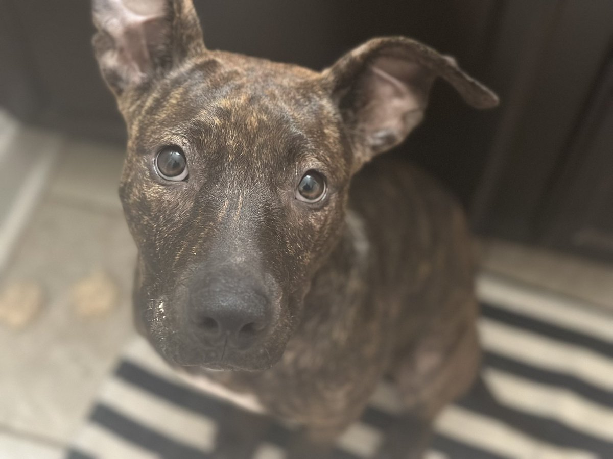 Harls 🖤📝🥃✌🏼 (they/she) tweet media