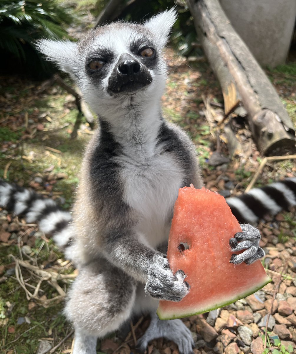 いつもより首が長い…

水分いっぱいのスイカののどごしを感じてるのかな？🍉（川﨑）
 #ワオキツネザル #ラビオリ