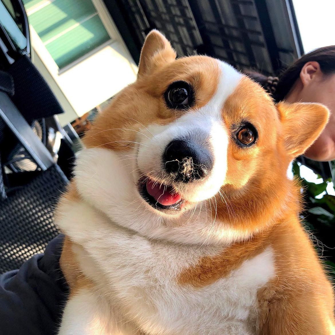 JosephineK1761's tweet image. I SEE😎😎
#CorgiJoy #CorgiGoals #LoveMyCorgi #PetsofTwitter #CorgiBark #PrincessWelshCorgi